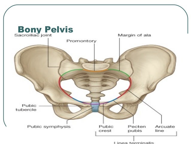 Anatomy Of Pelvis Perineum