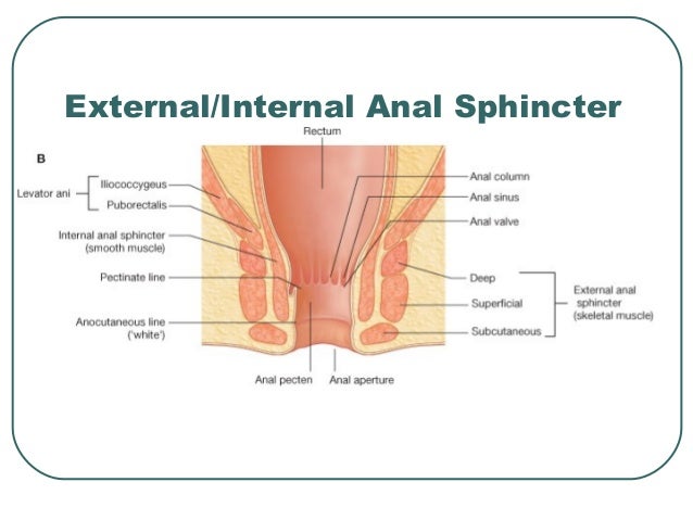 Anal Sphincter Anatomy 48