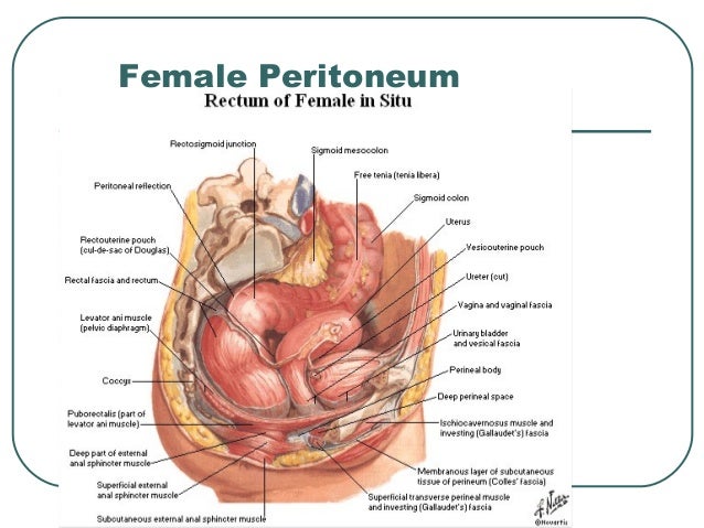 Anatomy Of Pelvis Perineum