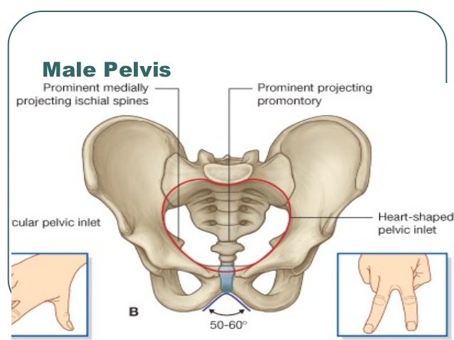 pelvic anatomy