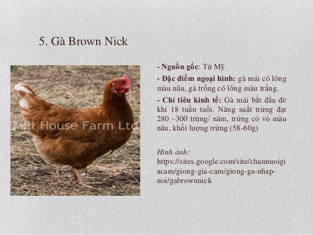 Gvn Cac Giống Ga Gvn Cac Giống Ga