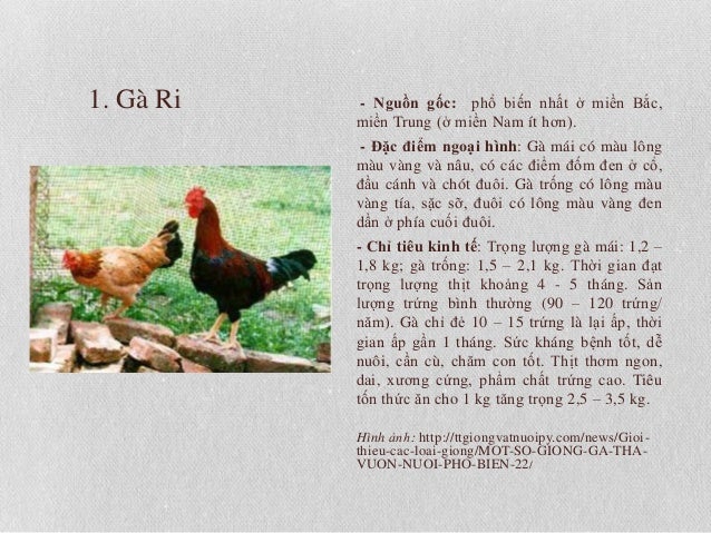 Gvn Cac Giống Ga Gvn Cac Giống Ga