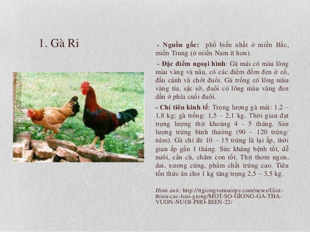 Gvn Cac Giống Ga