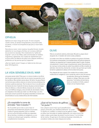 LA GUÍA VEGETARIANA PARA PRINCIPIANTES
¿Es aceptable la carne de
animales “bien tratados”?
Olive es una señorita valiente y afortunada. Ella salvó su propia vida al
escaparse de un matadero de manera audaz y peligrosa.
Las cerdas como Olive son tratadas sin piedad en las granjas industriales.
Las mantienen embarazadas y encarceladas dentro de jaulas de gestación
metálicas, tan pequeñas que ni siquiera pueden darse la vuelta, acostarse
cómodamente ni mostrar ningún comportamiento natural. Esta práctica es
tan cruel que muchas cerdas se vuelven locas debido a la falta completa de
estímulos. Hora tras hora, día tras día, no tienen más que hacer que morder
las barras o golpearse la cabeza contra los lados de las jaulas.
Poco después de nacer, separan a los cerditos de sus madres y sufren
mutilaciones sin analgésicos, como cuando les cortan la cola y les arrancan
Ophelia es la mejor amiga del mundo. Te hará compañía
cuando comes, se sentará tranquilamente y escuchará todas
tus penas, e incluso te acompañará al spa para un buen baño
de tierra.
Pero ahora en serio: como nosotros, los pollos forman vínculos
estrechos con sus amigos y familias, son curiosos y disfrutan
de sus entornos naturales. Pero tristemente los “pollos de
engorda” como lo fue Ofelia, están amontonados en establos
mugrientos y agobiantes. Son criados tan rápidamente que
muchos sufren de defectos de salud como ataques cardíacos y
problemas con las piernas que los incapacitan.
¿Qué tan rápido crecen? Imagina un bebé de dos años que
pese 160 kilogramos.
¿Los peces sienten dolor? Claro que sí. La ciencia moderna nos afirma
que los peces experimentan dolor de una manera muy parecida a la de
los mamíferos. Ellos también sienten placer. De hecho, los peces liberan
una hormona que se llama oxitocina, la misma hormona emitida por los
humanos cuando se enamoran. Pero la vida en el mar no es sólo acerca
de historias de amor. Cada año los barcos de pesca comercial atrapan
miles de millones, sí, miles de millones, de peces de una manera
muy cruel. Delfines, tortugas y otros animales de vida silvestre marina
son atrapados en las redes que miden una milla de largo. Los otros
peces para consumo provienen de granjas industriales en donde viven
amontonados en sucios criaderos llenos de enfermedades.
No. Es posible que se trate un poco mejor al
porcentaje extremadamente pequeño de animales
criados en granjas pequeñas, pero en realidad
aún así muchos de estos animales son separados
de sus familias y mutilados sin analgésicos, y y sus
muertes son siempre igual: sangrietas, violentas y
completamente innecesarias.
¿Qué tal los huevos de gallinas
“sin jaulas”?
Casi cualquier cosa es mejor que la pesadilla de las
granjas comerciales, pero desafortunadamente “sin jaulas”
no significa sin crueldad. La verdad es que las gallinas criadas
sin jaulas viven hacinadas en establos agobiantes. Les cortan el pico y las
matan a todas cuando dejan de producir muchos huevos. Y no te olvides
de los machos. Al igual que en los sistemas de granjas industriales, los
consideran inútiles y los matan después de nacidos.
LISTO PARA EL CAMBIO CUIDADO
OPHELIA
OLIVE
LA VIDA SENSIBLE EN EL MAR
los testículos. Ahora que fue rescatada y
llevada a un refugio, Olive tiene una vida
placentera. Toma baños de lodo diarios,
bueno, se revuelca en el lodo, y pasa el
tiempo con sus mejores amigos.
Arriba: la vida como un pollo de engorde
Abajo: una nueva vida, llena de espacios abiertos
Arriba: una vida de ocio
Abajo: enjaulada en una granja industrial
 