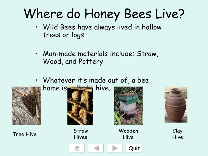 GVSU ED 205 Interactive Powerpoint Honeybees Final