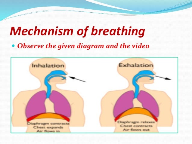 The Human Respiratory System