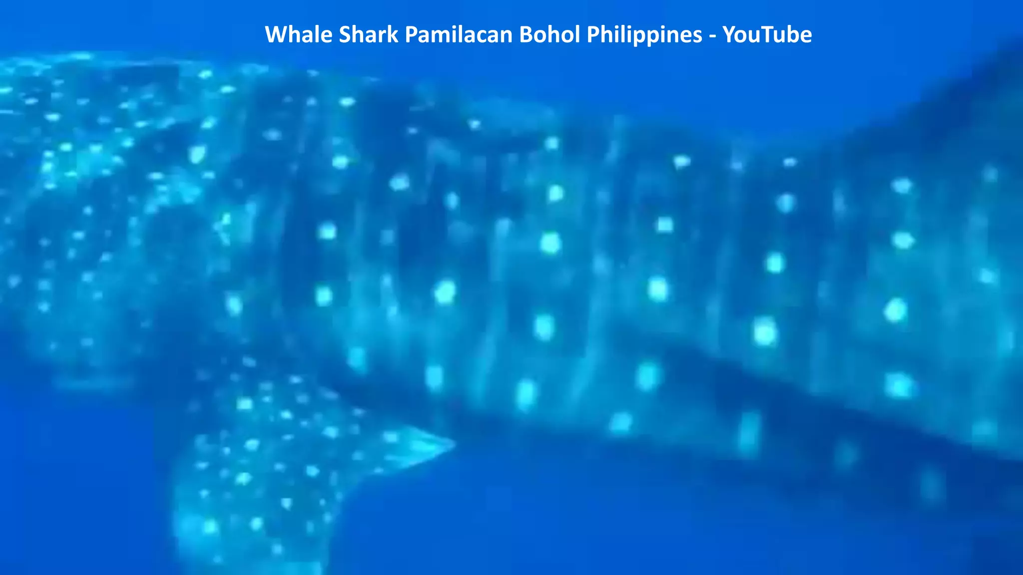 Whale Shark Pamilacan Bohol Philippines - YouTube
 