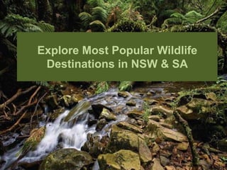 Explore Most Popular Wildlife
Destinations in NSW & SA
 