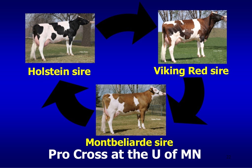 GWAS to Identify that Influence Calf Health from Holstein an…
