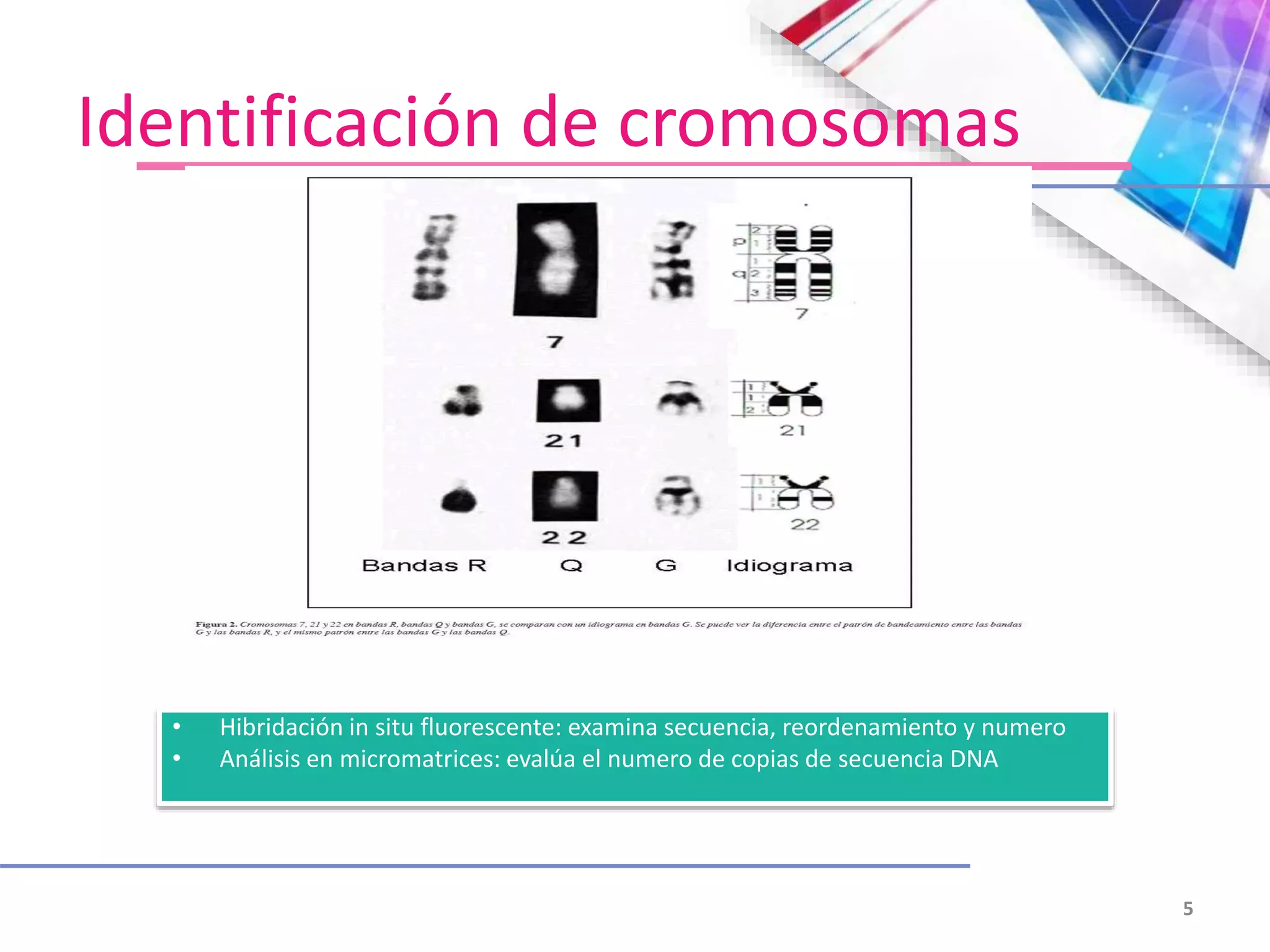 Identificación de cromosomas
5
• Hibridación in situ fluorescente: examina secuencia, reordenamiento y numero
• Análisis en micromatrices: evalúa el numero de copias de secuencia DNA
 