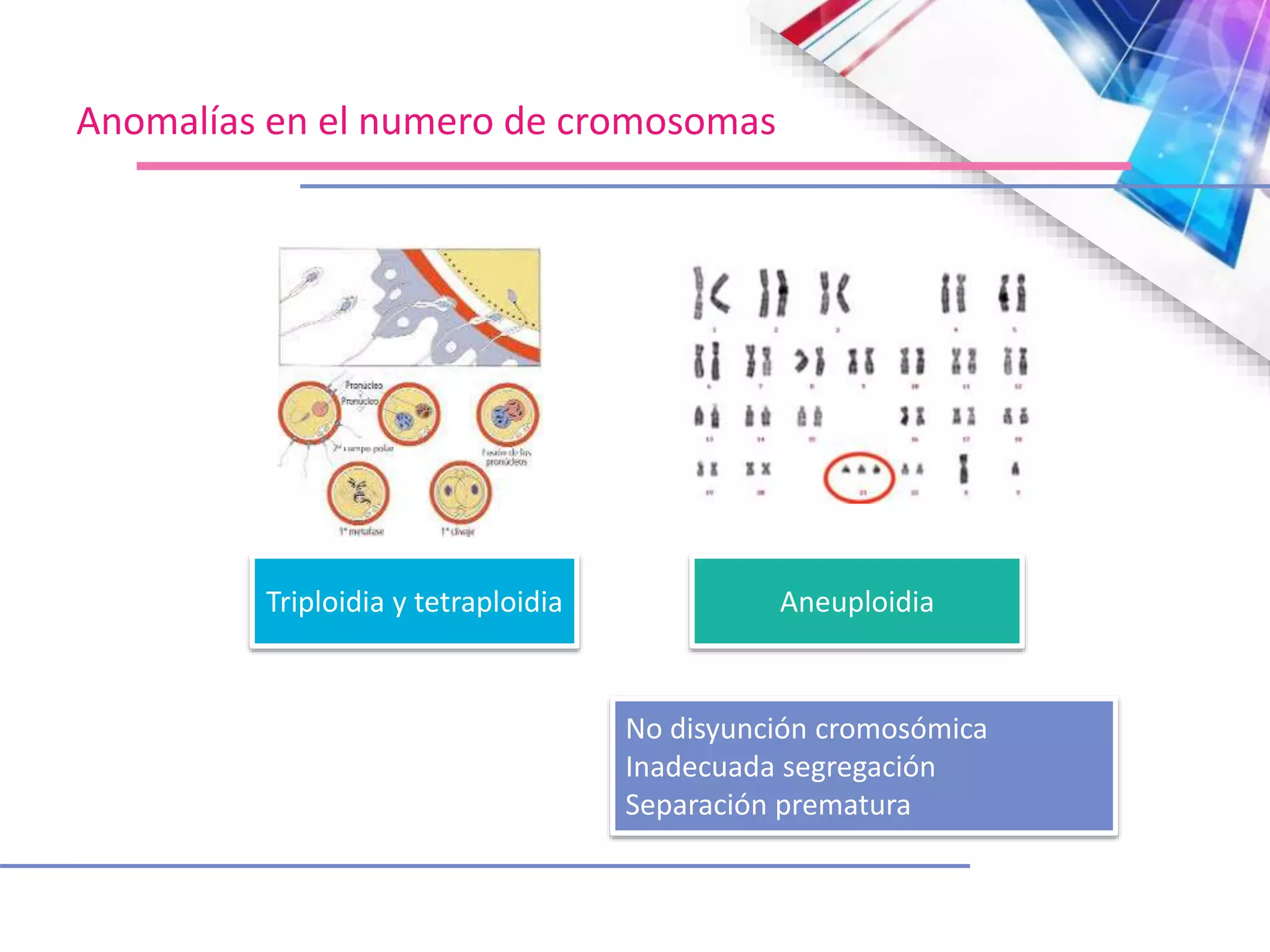 Anomalías en el numero de cromosomas
Triploidia y tetraploidia Aneuploidia
No disyunción cromosómica
Inadecuada segregación
Separación prematura
 