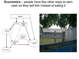 Economics  – people have few other ways to earn cash so they sell fish instead of eating it 