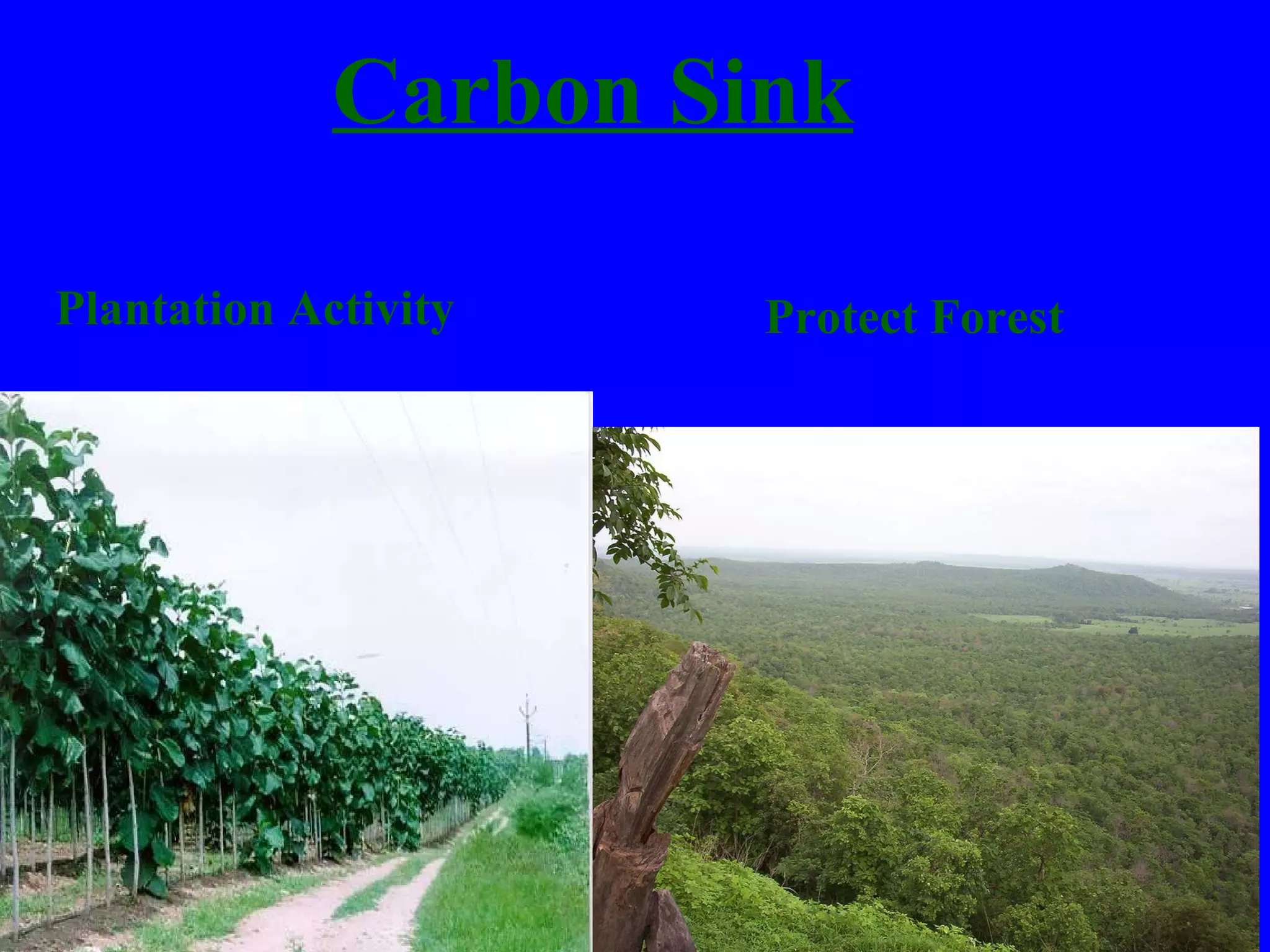 Carbon Sink Plantation Activity Protect Forest 