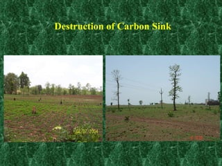 Destruction of Carbon Sink 