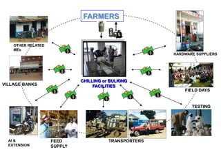 Gender in the East Africa Dairy Development Project