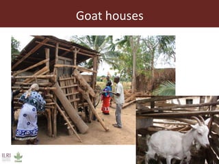 Integrating empowerment in the Dairy Goat and Root Crop Production project in Tanzania