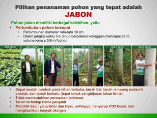 Sp
Pohon jabon memiliki berbagai kelebihan, yaitu
Pilihan penanaman pohon yang tepat adalah
 Pertumbuhan pohon tercepat
• Pertumbuhan diameter rata-rata 10 cm
• Dalam jangka waktu 5-6 tahun berpotensi ketinggian mencapai 25 m,
volume kayu ± 0,9 m3/pohon
 Dapat mudah tumbuh pada lahan terbuka, tanah liat, tanah lempung podsolik
cokelat, dan tanah berbatu (tepat untuk penghijauan lahan kritis)
 Tidak membutuhkan perawatan istimewa
 Tahan terhadap hama penyakit
 Memiliki daun yang lebar dan hijau, sehingga menyerap CO2 besar, dan
menghasilkan banyak oksigen
 
