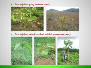 Sp
 Pohon jabon yang terkena hama
 Pohon jabon sehat kembali setelah proses recovery
 
