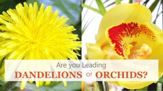 Are you Leading 
DANDELIONS 
or ORCHIDS? 
 