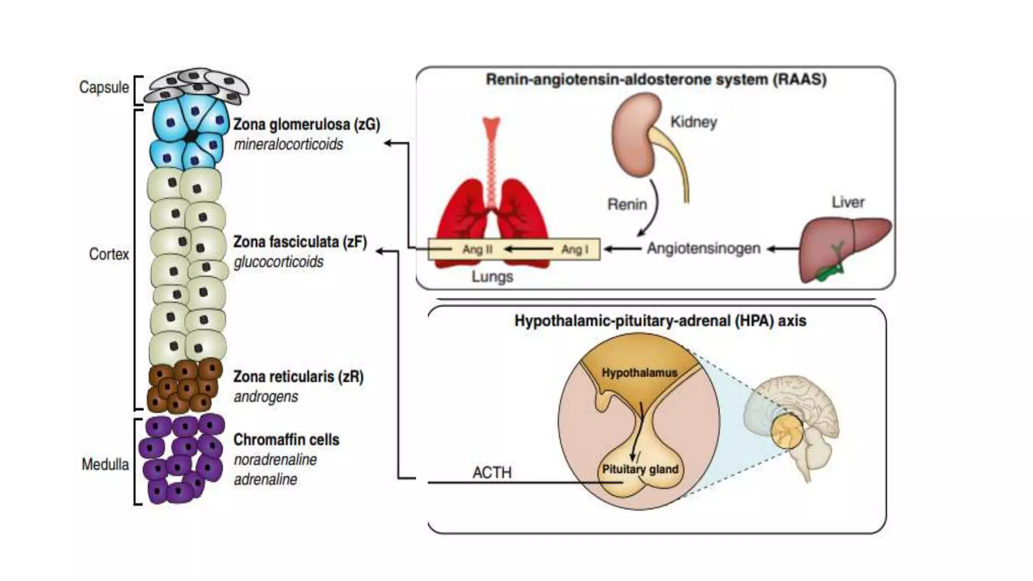 Adrenal_insufficiency_.pptx