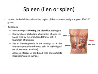 Spleen (lien or splen)
• Functions:
– Immunological: filtering the blood for pathogens
– Hemoglobin metabolism: elimination of aged red
blood cells by the reticuloendothelial cells→
formation of bilirubin
– Site of hematopoiesis in the embryo as in the
liver (can produce red blood cells in pathological
conditions even in adults)
– Acts as a storage of red blood cells and platelets
(less significant in humans)
Heart
Pancreas
Kidney
Spleen
• Located in the left hypochondriac region of the abdomen, weighs approx. 150-200
grams.
 