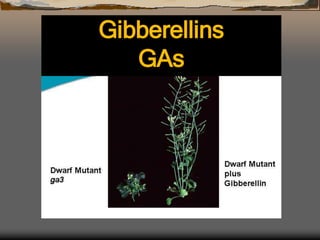 Gibberellins 
GAs 
 