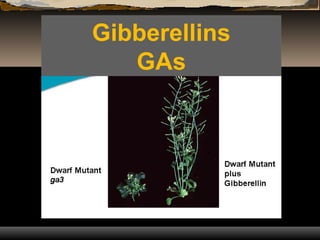 Gibberellins
GAs
 
