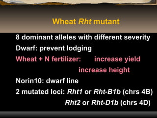 gybbrellin and its role in plant | PPT