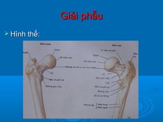 Giải phẫuGiải phẫu
 Hình thể:Hình thể:
 