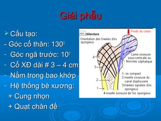 Giải phẫuGiải phẫu
 Cấu tạoCấu tạo::
- Góc cổ thân: 130- Góc cổ thân: 13000
- Góc ngã trước: 10Góc ngã trước: 1000
- Cổ XĐ dài # 3 – 4 cmCổ XĐ dài # 3 – 4 cm
- Nằm trong bao khớpNằm trong bao khớp
- Hệ thống bè xương:Hệ thống bè xương:
+ Cung nhọn+ Cung nhọn
+ Quạt chân đế+ Quạt chân đế
 