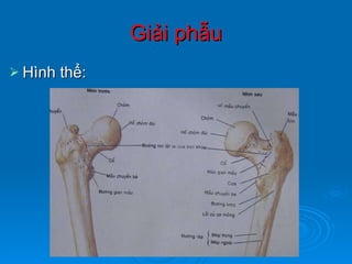 Giải phẫu Hình thể: 