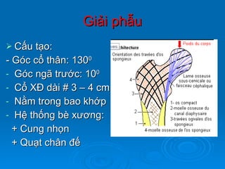 Giải phẫu Cấu tạo : - Góc cổ thân: 130 0   Góc ngã trước: 10 0  Cổ XĐ dài # 3 – 4 cm Nằm trong bao khớp  Hệ thống bè xương: + Cung nhọn + Quạt chân đế 