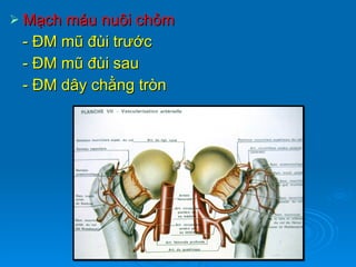 Mạch máu nuôi chỏm - ĐM mũ đùi trước - ĐM mũ đùi sau - ĐM dây chằng tròn 