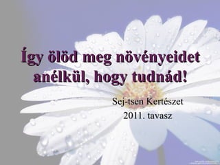Így ölöd meg növényeidet anélkül, hogy tudnád
