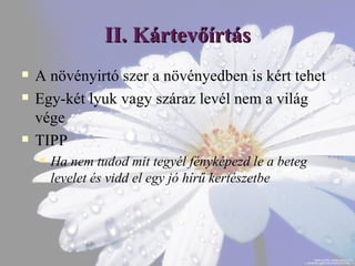 Így ölöd meg növényeidet anélkül, hogy tudnád