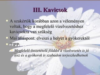 Így ölöd meg növényeidet anélkül, hogy tudnád