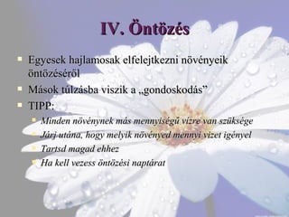 Így ölöd meg növényeidet anélkül, hogy tudnád