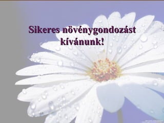 Így ölöd meg növényeidet anélkül, hogy tudnád