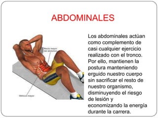 ABDOMINALES
Los abdominales actúan
como complemento de
casi cualquier ejercicio
realizado con el tronco.
Por ello, mantienen la
postura manteniendo
erguido nuestro cuerpo
sin sacrificar el resto de
nuestro organismo,
disminuyendo el riesgo
de lesión y
economizando la energía
durante la carrera.
 