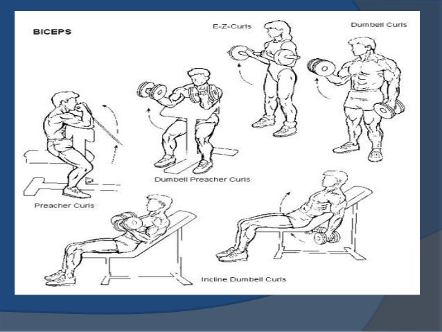 Gym Tricep Exercises Chart
