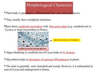 Morphological Characters
 Plant body is sporophytic, differentiated into- root, stem and leaves.
 They usually show xerophytic characters.
Root shows symbiotic association with blue green algae (e.g. coralloid root in
Cycas), or fungi (mycorrhiza in Pinus).
 Algae inhabiting in coralloid root of Cycas helps in N2 fixation.
 Mycorrhiza helps in absorption of nutrients (Phosphorus) in plants.
 The stem is generally erect, branched and woody. However, it is unbranched in
case of Cycas and underground in Zamia.
Algal zone (Nostoc or Anabaena)
Coralloid root section showing algal zone
 