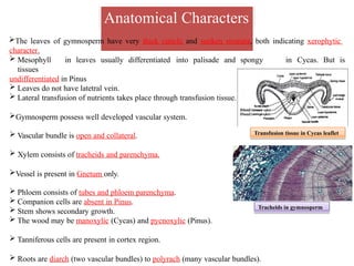 Anatomical Characters
The leaves of gymnosperm have very thick cuticle and sunken stomata, both indicating xerophytic
character.
in Cycas. But is
 Mesophyll in leaves usually differentiated into palisade and spongy
tissues
undifferentiated in Pinus
 Leaves do not have latetral vein.
 Lateral transfusion of nutrients takes place through transfusion tissue.
Gymnosperm possess well developed vascular system.
 Vascular bundle is open and collateral.
 Xylem consists of tracheids and parenchyma.
Vessel is present in Gnetum only.
 Phloem consists of tubes and phloem parenchyma.
 Companion cells are absent in Pinus.
 Stem shows secondary growth.
 The wood may be manoxylic (Cycas) and pycnoxylic (Pinus).
 Tanniferous cells are present in cortex region.
 Roots are diarch (two vascular bundles) to polyrach (many vascular bundles).
Tracheids in gymnosperm
Transfusion tissue in Cycas leaflet
 