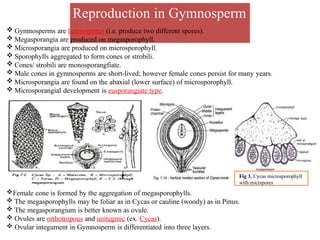 Reproduction in Gymnosperm
 Gymnosperms are heterosporus (i.e. produce two different spores).
 Megasporangia are produced on megasporophyll.
 Microsporangia are produced on microsporophyll.
 Sporophylls aggregated to form cones or strobili.
 Cones/ strobili are monosporangfiate.
 Male cones in gymnosperms are short-lived; however female cones persist for many years.
 Microsporangia are found on the abaxial (lower surface) of microsporophyll.
 Microsporangial development is eusporangiate type.
Female cone is formed by the aggregation of megasporophylls.
 The megasporophylls may be foliar as in Cycas or cauline (woody) as in Pinus.
 The megasporangium is better known as ovule.
 Ovules are orthotropous and unitegmic (ex. Cycas).
 Ovular integument in Gymnosperm is differentiated into three layers.
Fig 3. Cycas microsporophyll
with micrspores
 