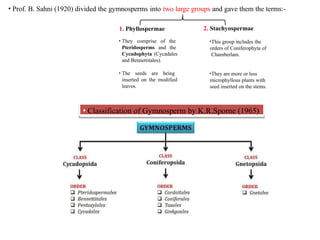 • Prof. B. Sahni (1920) divided the gymnosperms into two large groups and gave them the terms:-
2. Stachyospermae
1. Phyllospermae
• They comprise of the
Pteridosperms and the
Cycadophyta (Cycadales
and Bennettitales).
• The seeds are being
inserted on the modified
leaves.
•This group includes the
orders of Coniferophyta of
Chamberlam.
•They are more or less
microphyllous plants with
seed inserted on the stems.
• Classification of Gymnosperm by K.R.Sporne (1965)
 