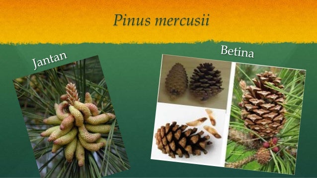 Gymnospermae Gymnospermae