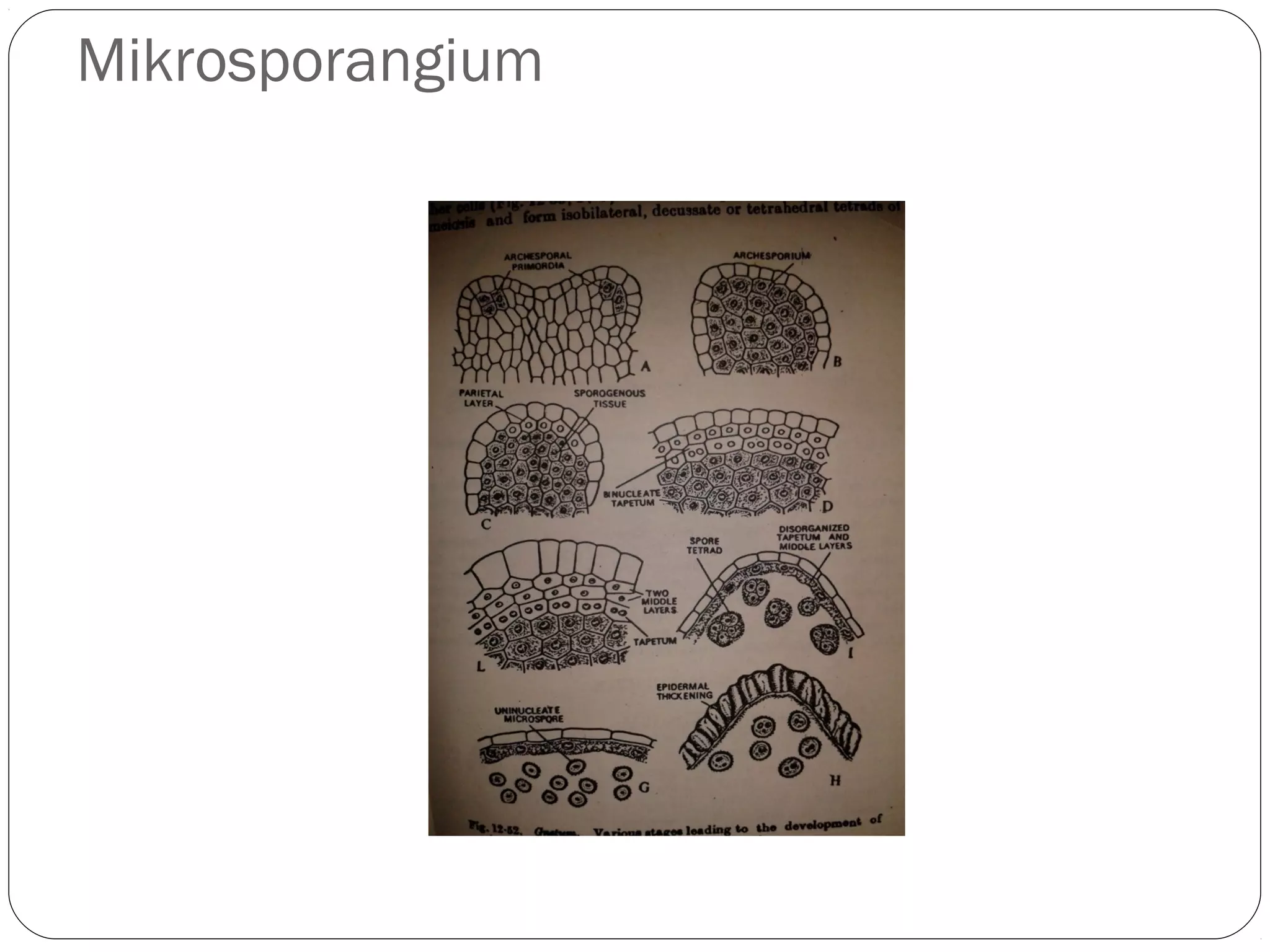 Gymnospermae - Anatomy | PPT