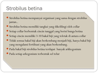 Strobilus betina
Strobilus betina mempunyai organisasi yang sama dengan strobilus
jantan..
Strobilus betina memiliki tangkai yang dikelilingi oleh collar
Setiap collar berbentuk cincin tunggal yang berisi bunga betina
Setiap cincin memiliki 3-10 bakal biji yang teletak di antara collar
Tidak semua bakal biji akan berkembang menjadi biji, hanya bakal biji
yang mengalami fertilisasi yang akan berkembang.
Pada bakal biji strobilus betina terdapat banyak arkkegonium
Pada setiap arkegonium terbentuk sel telur
 