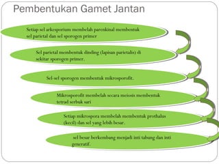 Pembentukan Gamet Jantan
Setiap sel arkesporium membelah parenkinal membentuk
sel parietal dan sel sporogen primer
Setiap sel arkesporium membelah parenkinal membentuk
sel parietal dan sel sporogen primer
Sel parietal membentuk dinding (lapisan parietalis) di
sekitar sporogen primer.
Sel parietal membentuk dinding (lapisan parietalis) di
sekitar sporogen primer.
Sel-sel sporogen membentuk mikrosporofit.Sel-sel sporogen membentuk mikrosporofit.
Mikrosporofit membelah secara meiosis membentuk
tetrad serbuk sari
Mikrosporofit membelah secara meiosis membentuk
tetrad serbuk sari
Setiap mikrospora membelah membentuk prothalus
(kecil) dan sel yang lebih besar.
Setiap mikrospora membelah membentuk prothalus
(kecil) dan sel yang lebih besar.
sel besar berkembang menjadi inti tabung dan inti
generatif.
sel besar berkembang menjadi inti tabung dan inti
generatif.
 