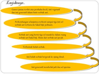 Lanjutannya...
Gamet jantan terdiri atas prothalus kecil, inti vegetatif
dan inti generatif dalam butir serbuk sari.
Gamet jantan terdiri atas prothalus kecil, inti vegetatif
dan inti generatif dalam butir serbuk sari.
Perkembangan selanjutnya terhenti sampai tiga inti sel
serbuk sari terbawa ke bakal biji( polinasi).
Perkembangan selanjutnya terhenti sampai tiga inti sel
serbuk sari terbawa ke bakal biji( polinasi).
Serbuk sari yang berisi tiga sel masuk ke dalam ruang
serbuk sari bakal biji. Eksin dari serbuk sari pecah
Serbuk sari yang berisi tiga sel masuk ke dalam ruang
serbuk sari bakal biji. Eksin dari serbuk sari pecah
Terbentuk buluh serbuk.Terbentuk buluh serbuk.
Inti buluh serbuk bergerak ke ujung distal.Inti buluh serbuk bergerak ke ujung distal.
Inti generatif membelah jadi dua sel spermaInti generatif membelah jadi dua sel sperma
 