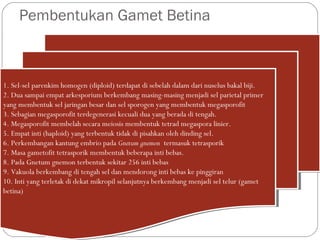 Pembentukan Gamet Betina
1. Sel-sel parenkim homogen (diploid) terdapat di sebelah dalam dari nuselus bakal biji.
2. Dua sampai empat arkesporium berkembang masing-masing menjadi sel parietal primer
yang membentuk sel jaringan besar dan sel sporogen yang membentuk megasporofit
3. Sebagian megasporofit terdegenerasi kecuali dua yang berada di tengah.
4. Megasporofit membelah secara meiosis membentuk tetrad megaspora linier.
5. Empat inti (haploid) yang terbentuk tidak di pisahkan oleh dinding sel.
6. Perkembangan kantung embrio pada Gnetum gnemon termasuk tetrasporik
7. Masa gametofit tetrasporik membentuk beberapa inti bebas.
8. Pada Gnetum gnemon terbentuk sekitar 256 inti bebas
9. Vakuola berkembang di tengah sel dan mendorong inti bebas ke pinggiran
10. Inti yang terletak di dekat mikropil selanjutnya berkembang menjadi sel telur (gamet
betina)
1. Sel-sel parenkim homogen (diploid) terdapat di sebelah dalam dari nuselus bakal biji.
2. Dua sampai empat arkesporium berkembang masing-masing menjadi sel parietal primer
yang membentuk sel jaringan besar dan sel sporogen yang membentuk megasporofit
3. Sebagian megasporofit terdegenerasi kecuali dua yang berada di tengah.
4. Megasporofit membelah secara meiosis membentuk tetrad megaspora linier.
5. Empat inti (haploid) yang terbentuk tidak di pisahkan oleh dinding sel.
6. Perkembangan kantung embrio pada Gnetum gnemon termasuk tetrasporik
7. Masa gametofit tetrasporik membentuk beberapa inti bebas.
8. Pada Gnetum gnemon terbentuk sekitar 256 inti bebas
9. Vakuola berkembang di tengah sel dan mendorong inti bebas ke pinggiran
10. Inti yang terletak di dekat mikropil selanjutnya berkembang menjadi sel telur (gamet
betina)
 